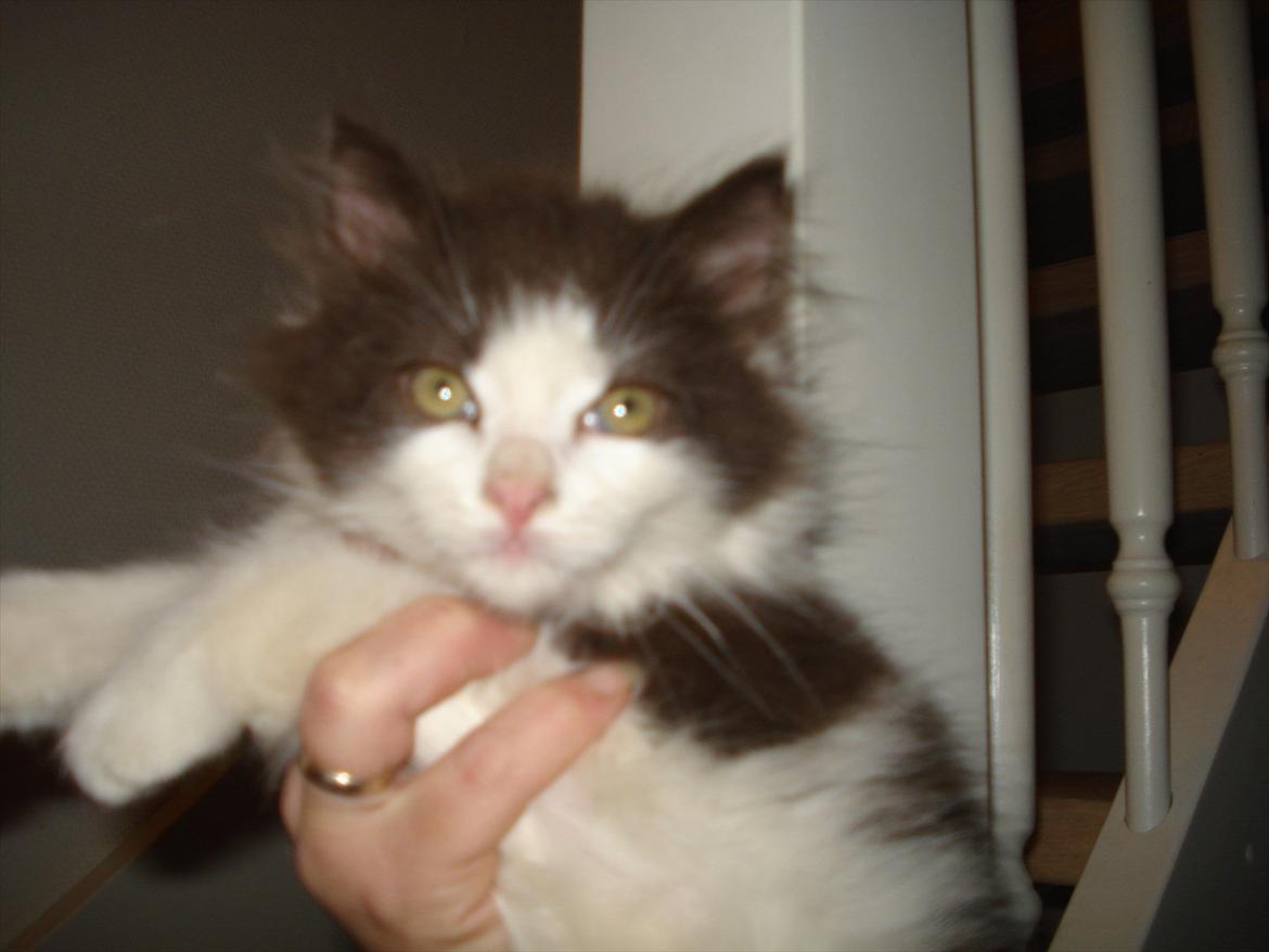 Blanding af racer Bailey billede 3