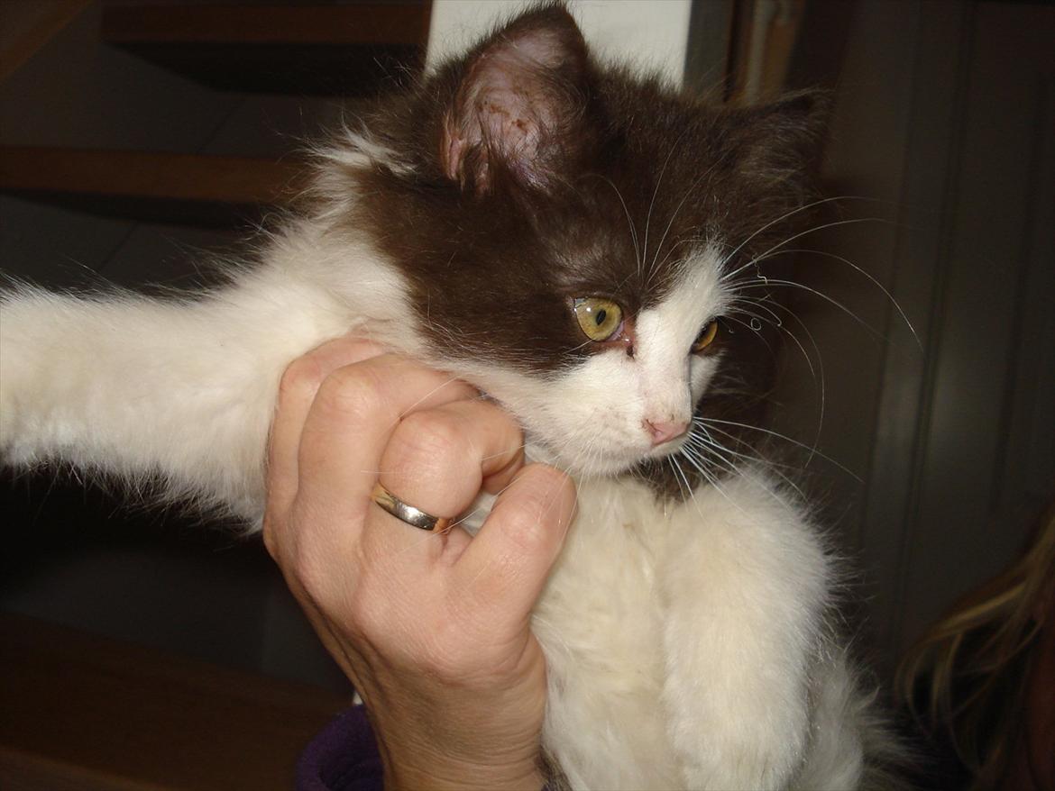 Blanding af racer Bailey billede 4