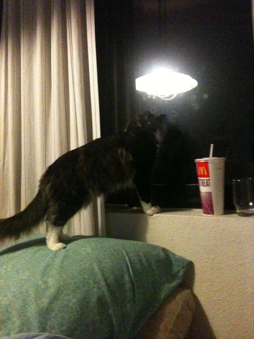 Norsk Skovkat Fiona billede 5