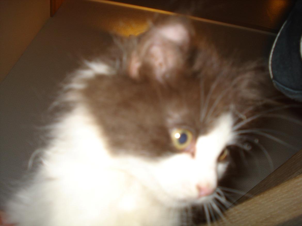 Blanding af racer Bailey billede 5