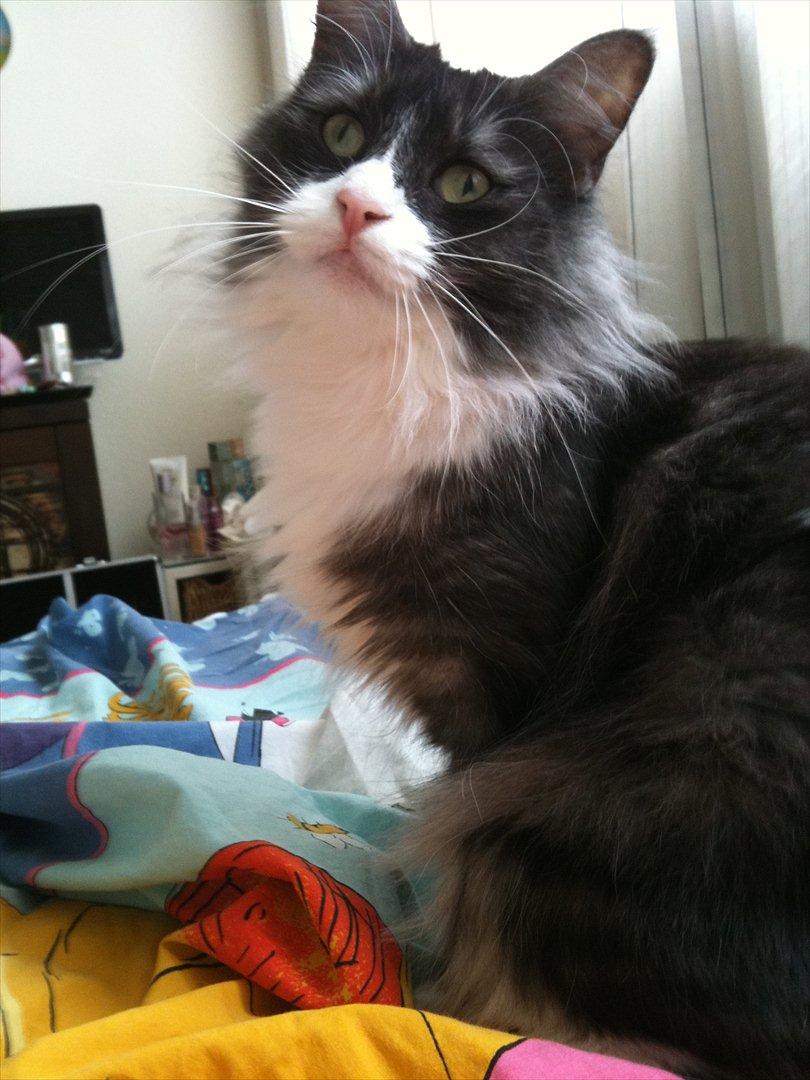 Norsk Skovkat Fiona billede 6