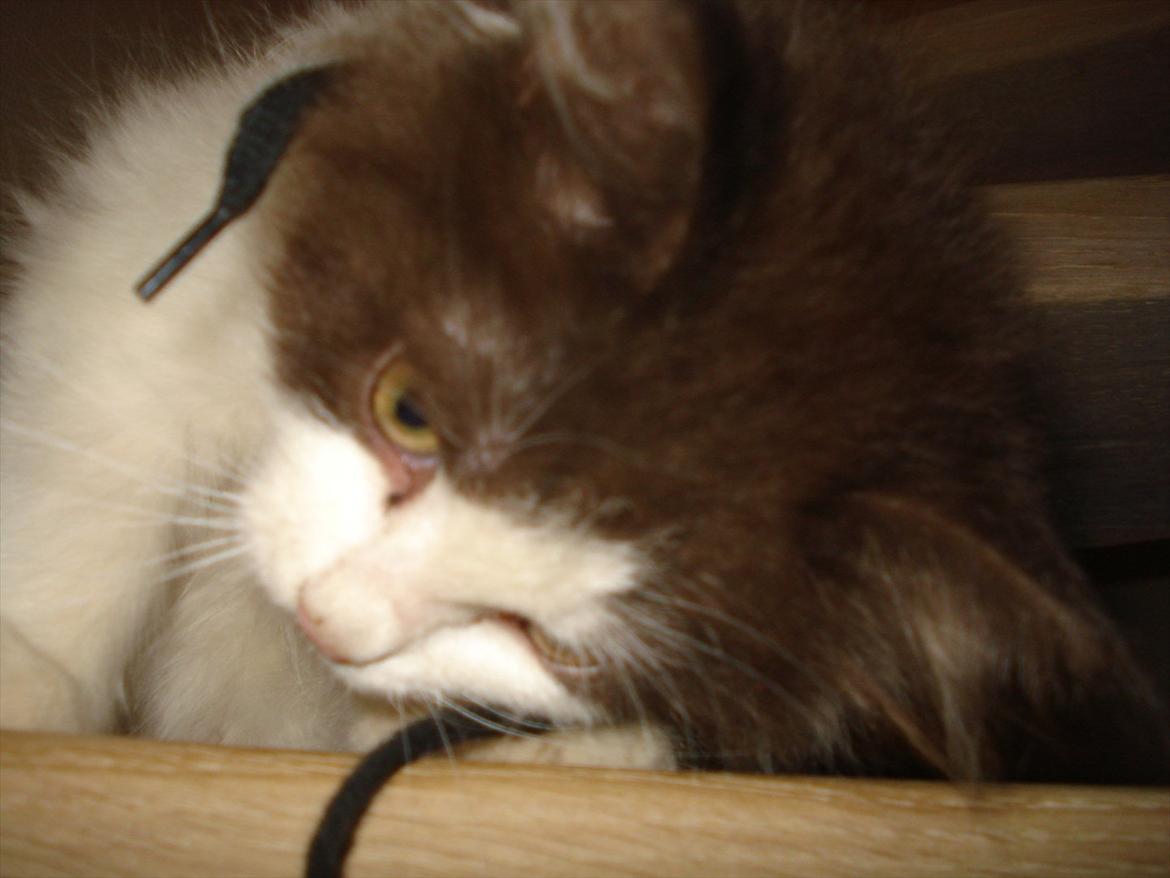 Blanding af racer Bailey - Fler billeder er på vej!!!..

Læg gerne en kommentar:-*.  billede 6