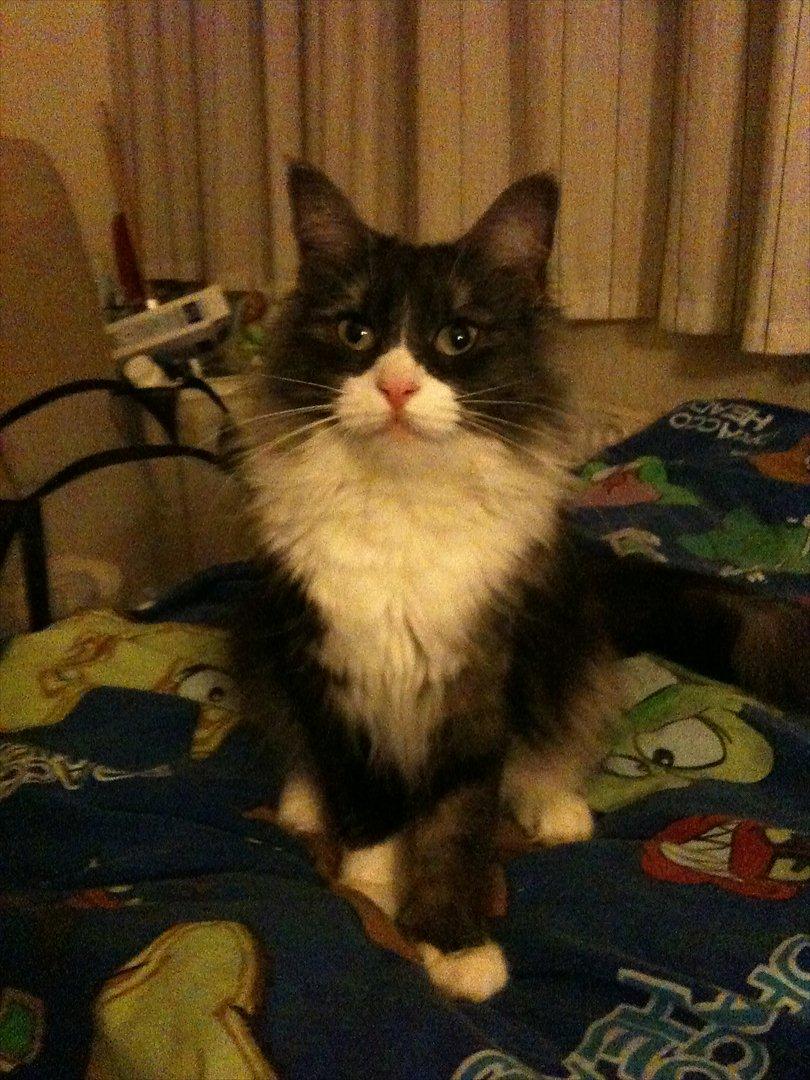 Norsk Skovkat Fiona billede 7