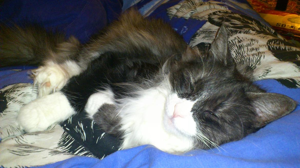 Norsk Skovkat Fiona billede 8