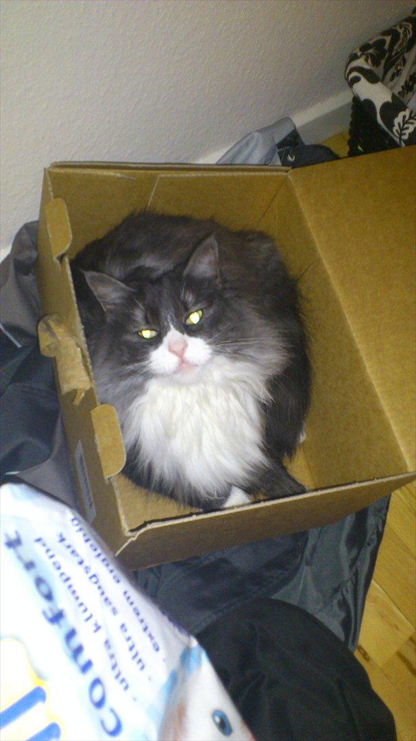 Norsk Skovkat Fiona billede 9