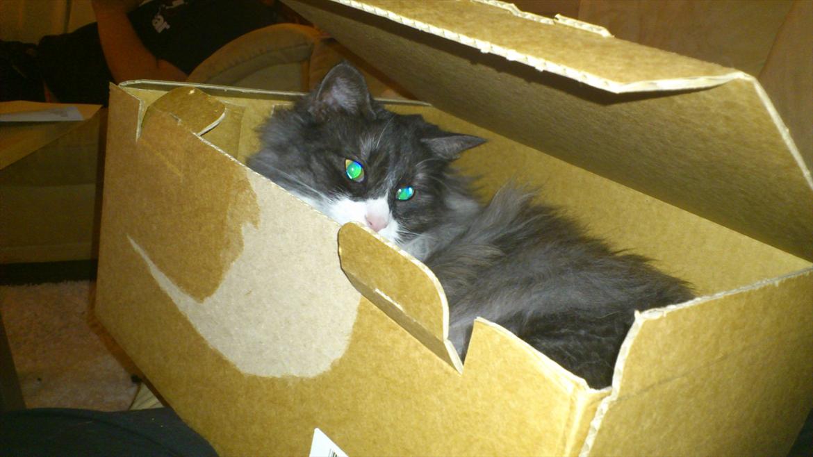 Norsk Skovkat Fiona billede 10