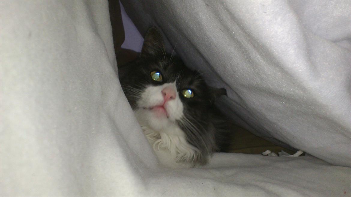 Norsk Skovkat Fiona billede 11