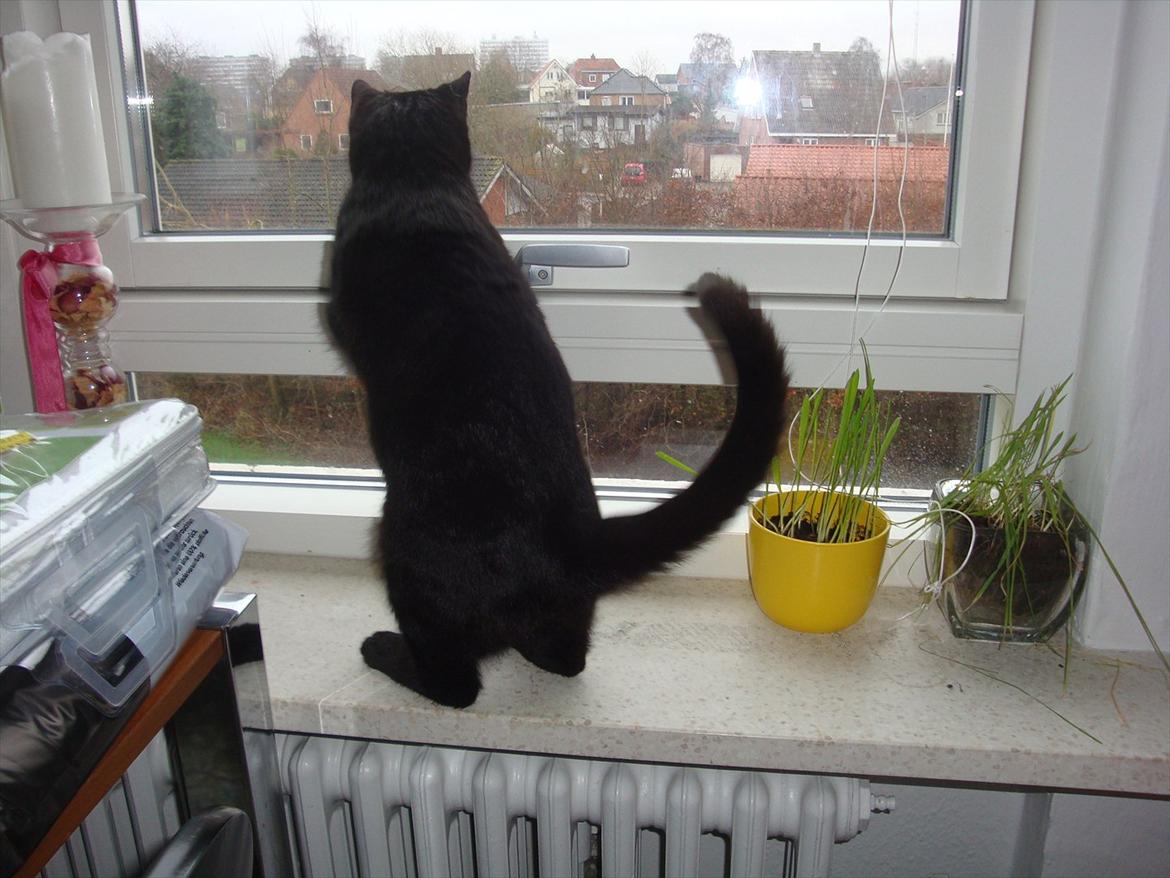 Huskat Mogens billede 8