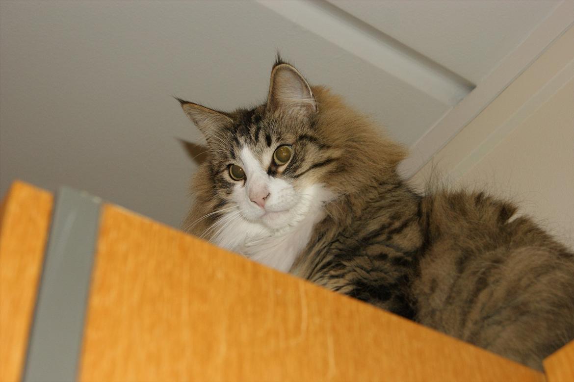 Norsk Skovkat Don Juan billede 1