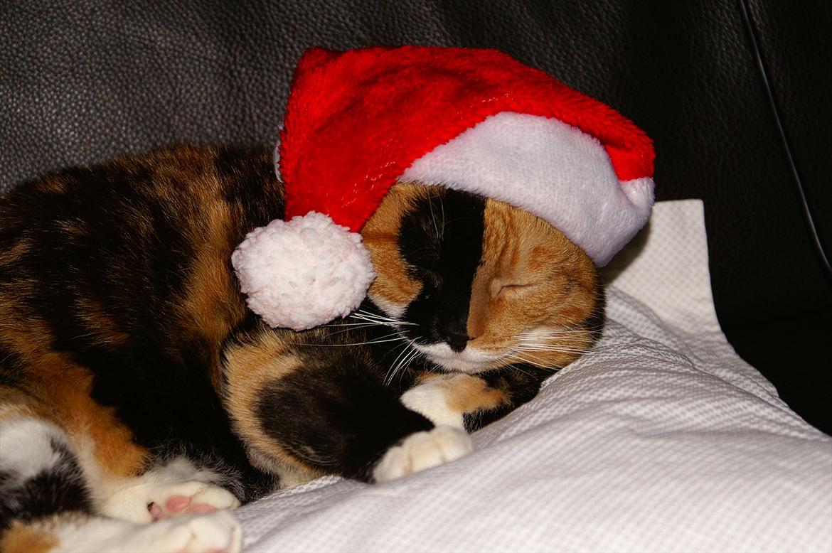 Huskat Lea - Min dejlige kælemis med nissehue på. ♥ billede 3