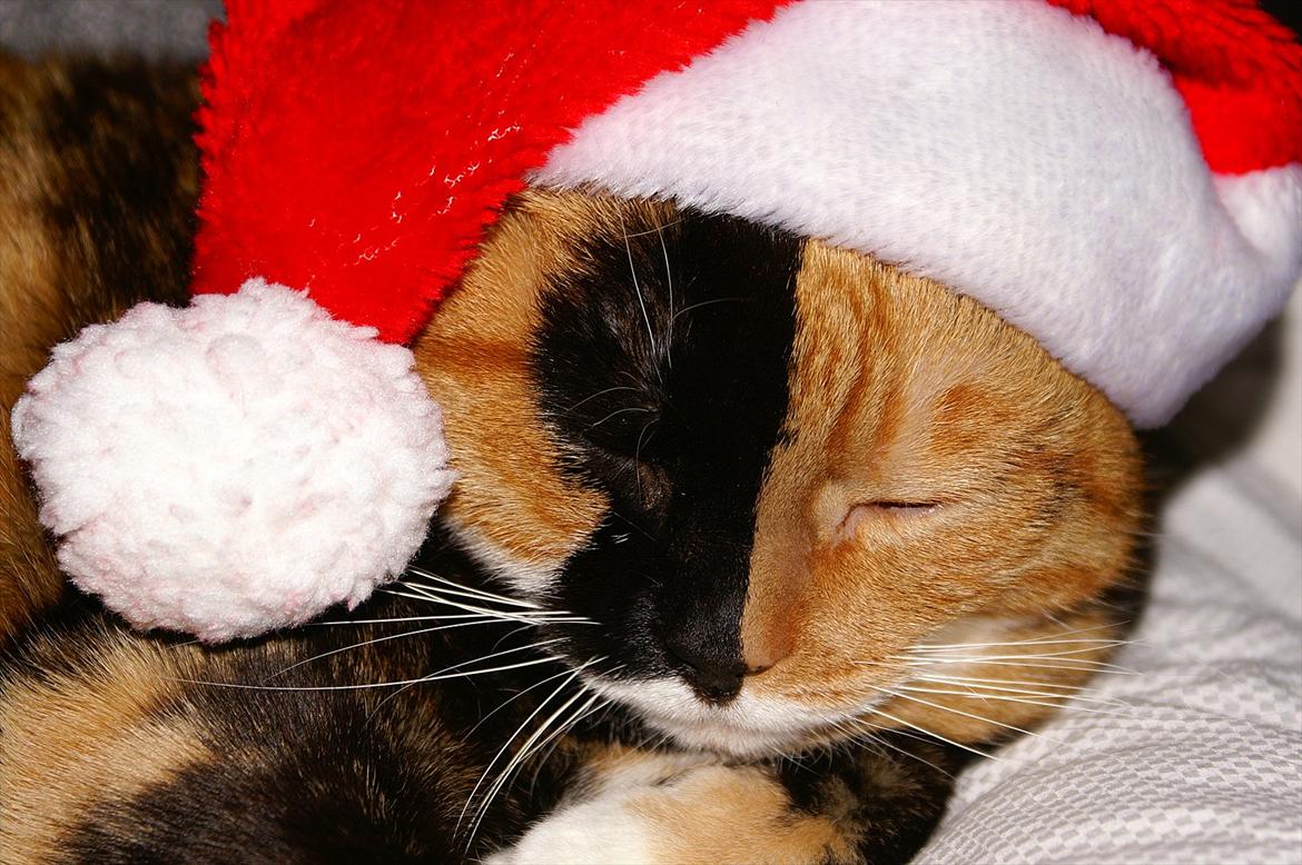 Huskat Lea - Min dejlige kælemis med nissehue på. ♥ billede 9