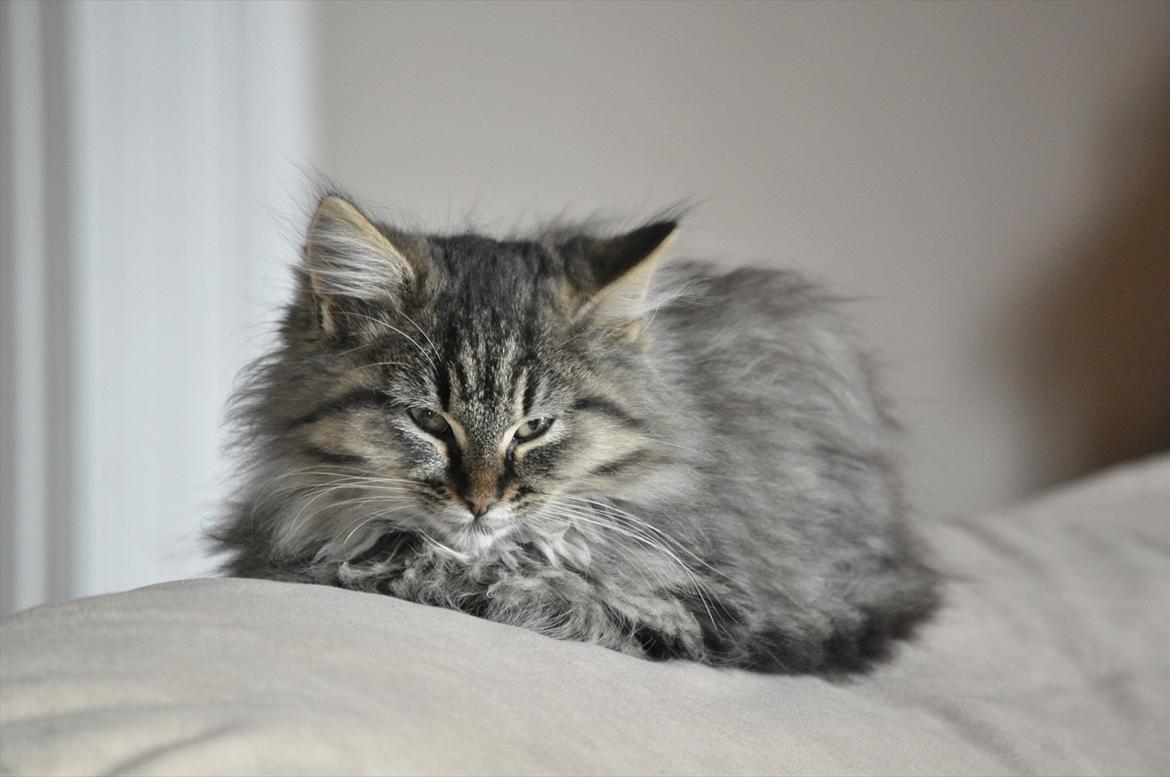 Maine Coon | Luna [R.I.P] billede 3