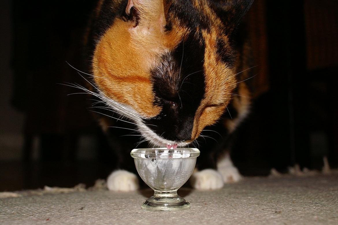 Huskat Lea - Flødeskum! Belønning når hun har fået klippet negle. Så er mor og Lea gode venner igen. ♥ billede 6