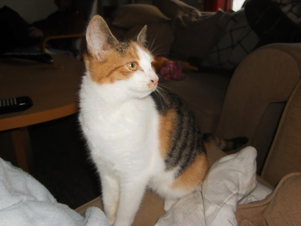 Blanding af racer Lille My billede 6