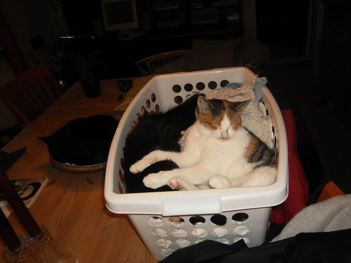 Blanding af racer Lille My billede 7