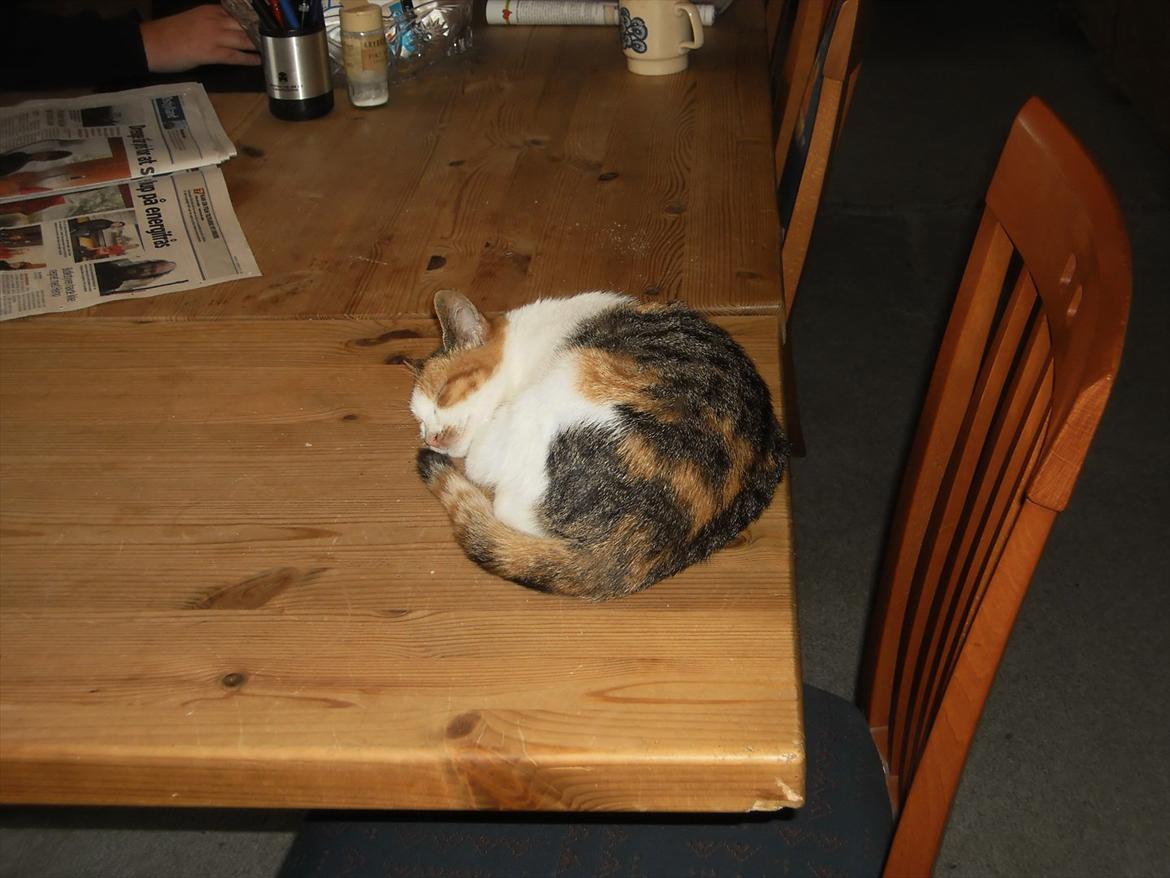 Blanding af racer Lille My billede 8