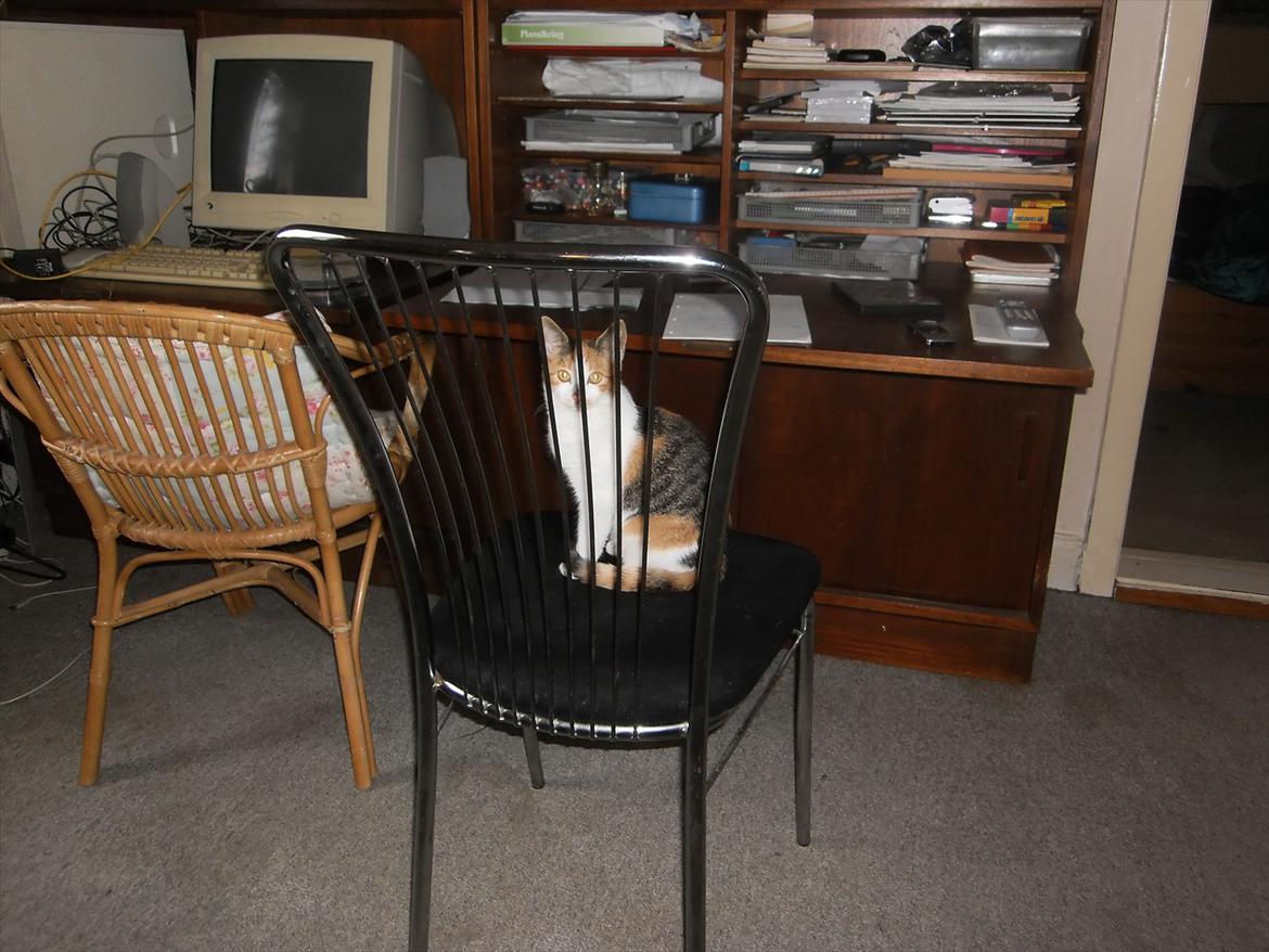 Blanding af racer Lille My billede 9