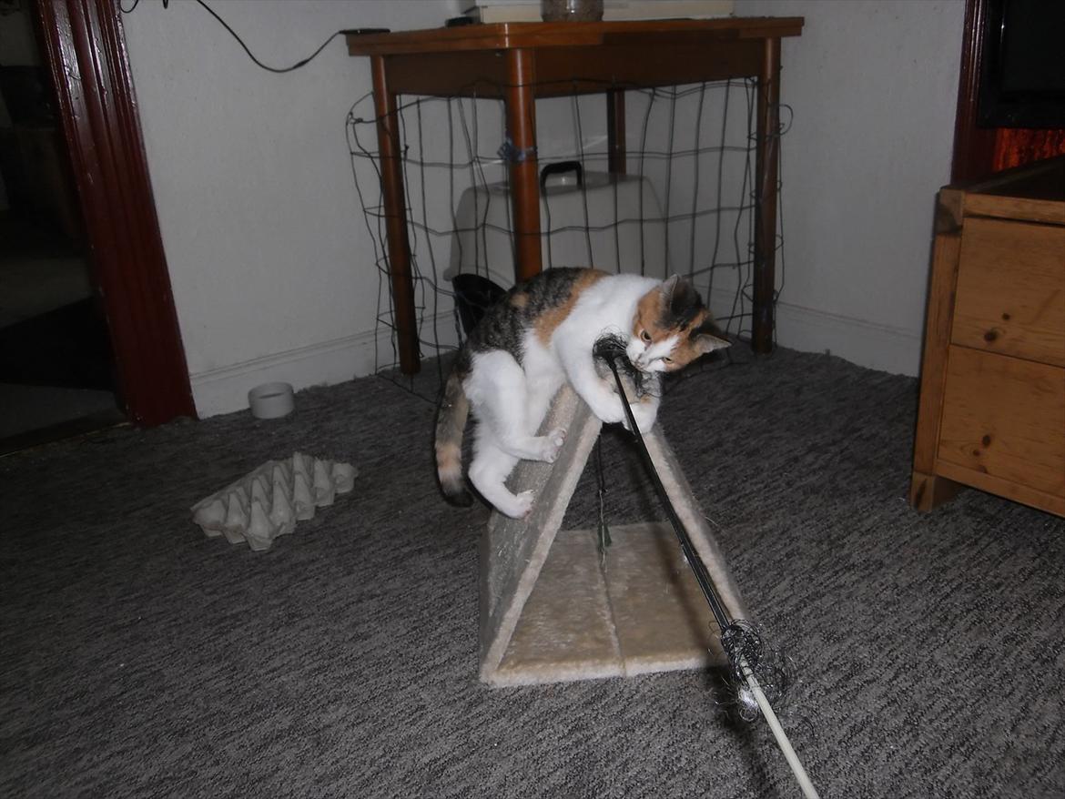 Blanding af racer Lille My billede 10