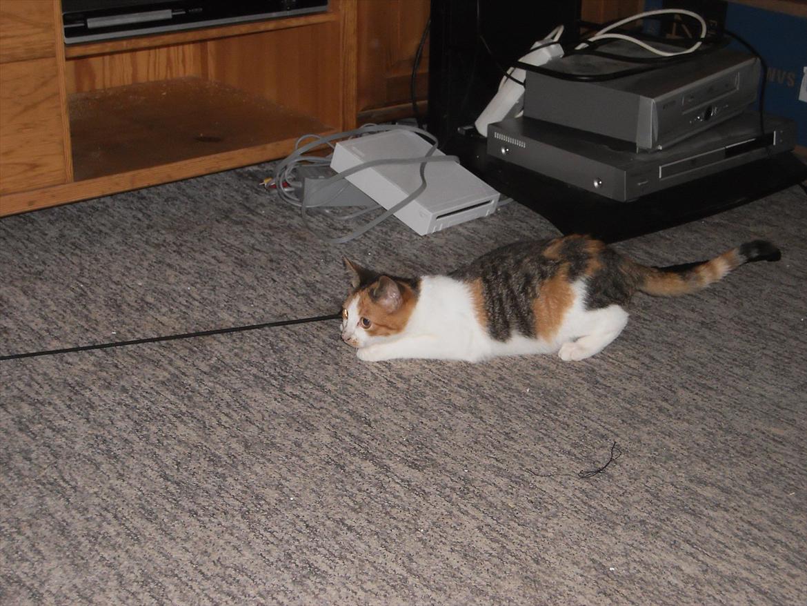 Blanding af racer Lille My billede 11