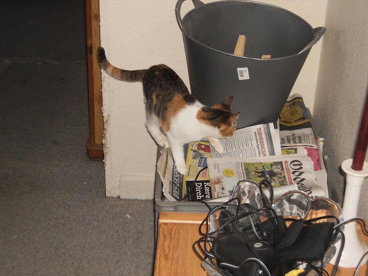 Blanding af racer Lille My billede 12