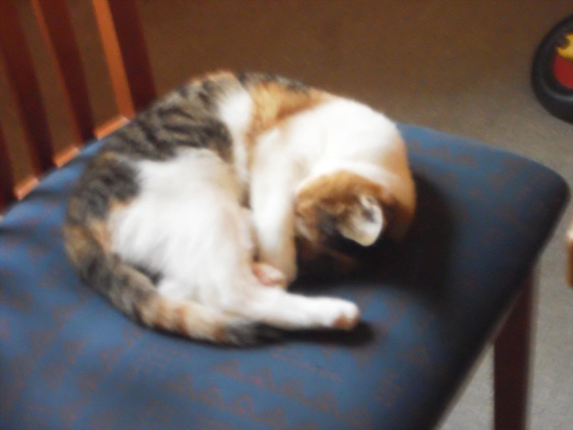 Blanding af racer Lille My billede 13