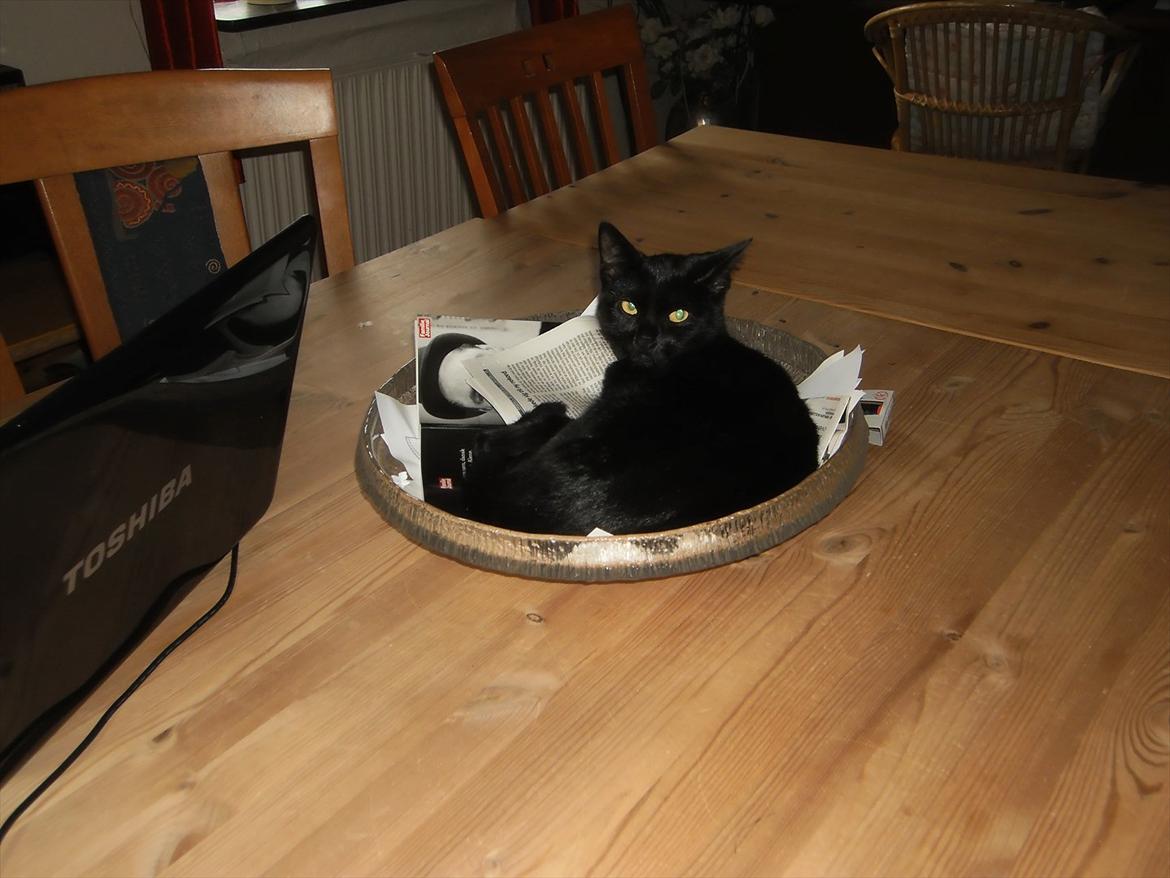 Huskat Ronja billede 1