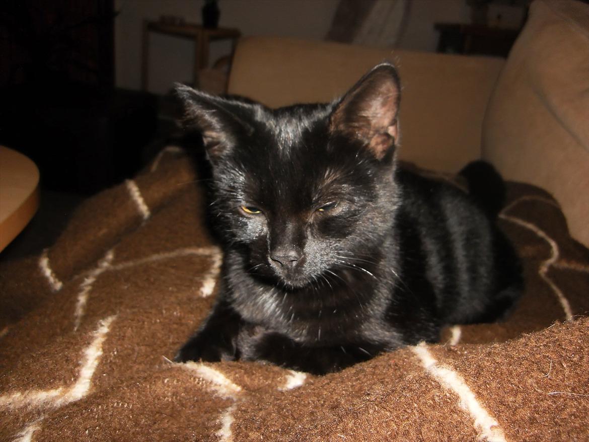 Huskat Ronja billede 2