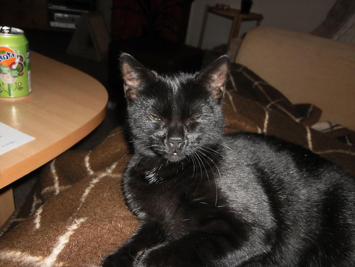 Huskat Ronja billede 3