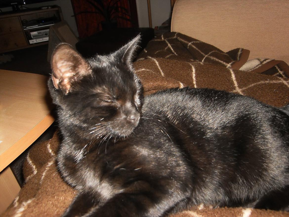 Huskat Ronja billede 4