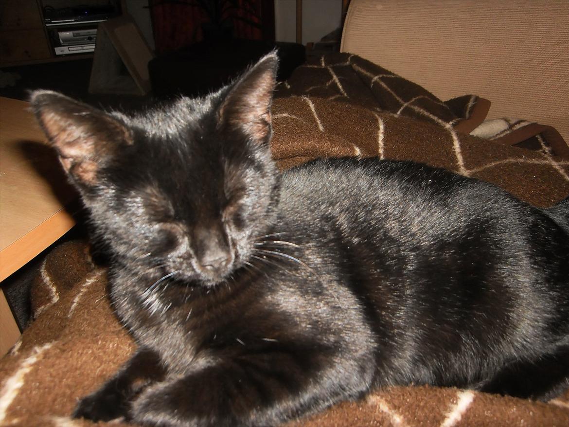 Huskat Ronja billede 5