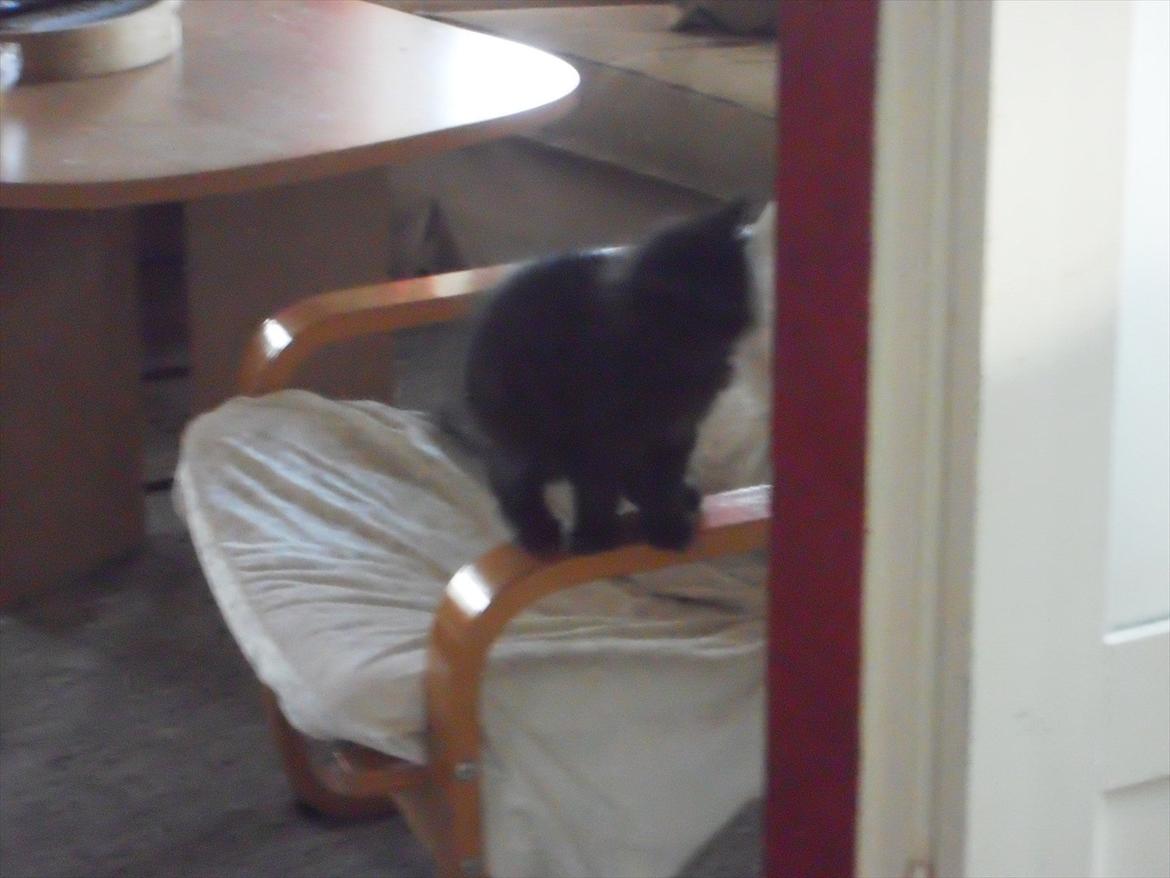 Blanding af racer Lunte billede 2