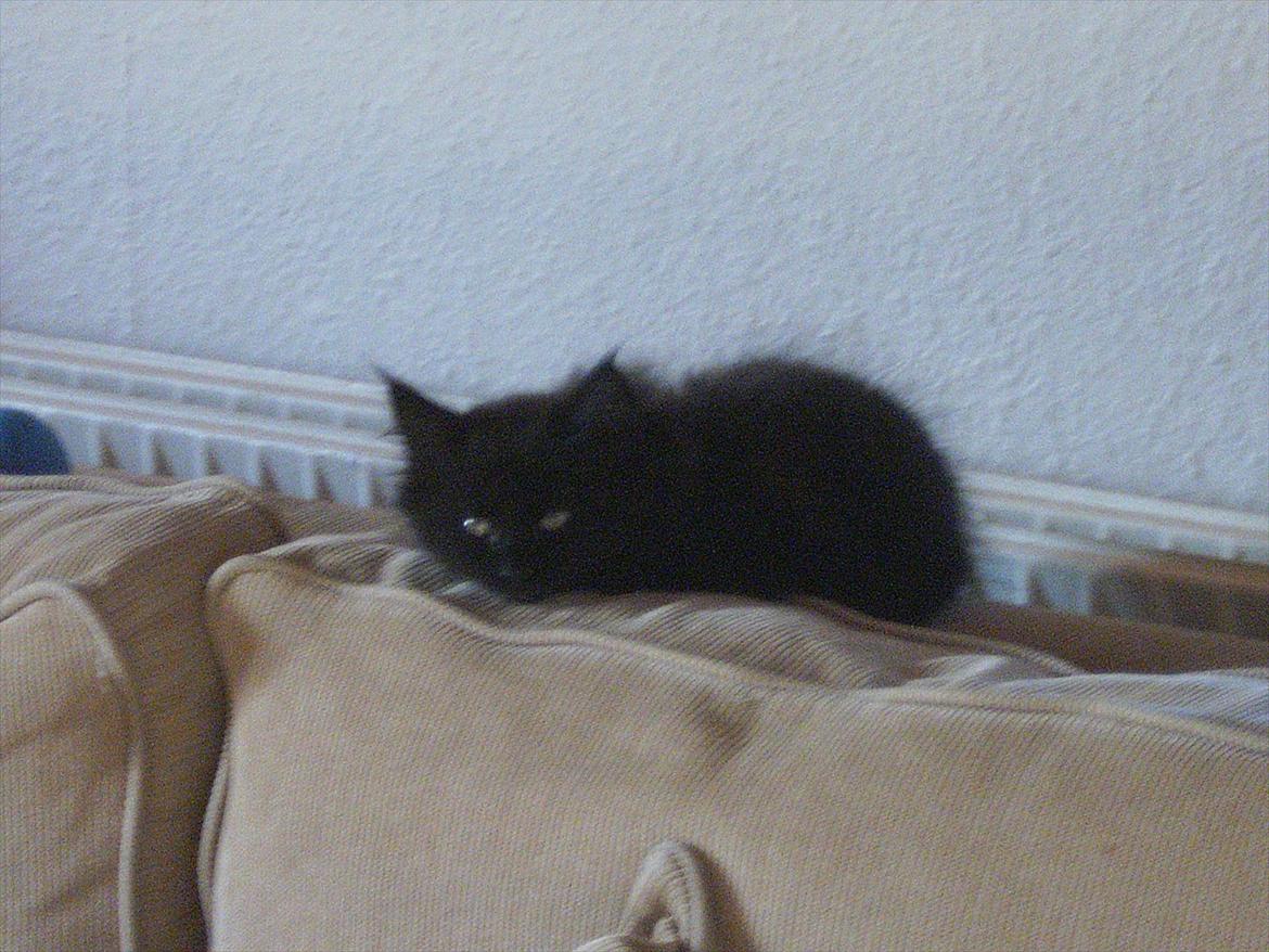 Blanding af racer Lunte billede 3