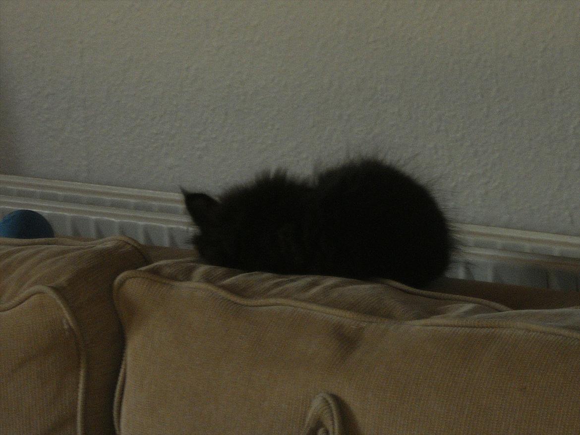 Blanding af racer Lunte billede 4