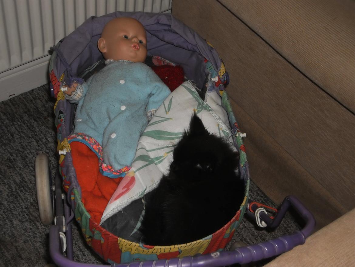 Blanding af racer Lunte billede 5