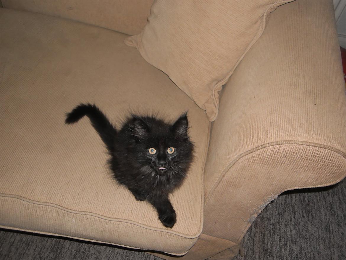 Blanding af racer Lunte billede 6