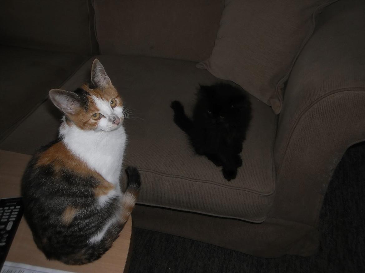 Blanding af racer Lunte billede 7