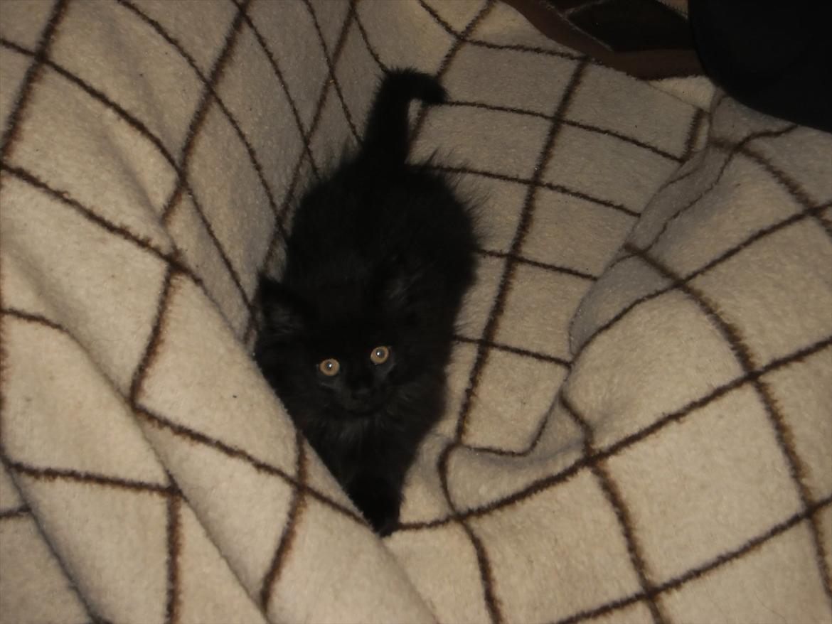 Blanding af racer Lunte billede 8