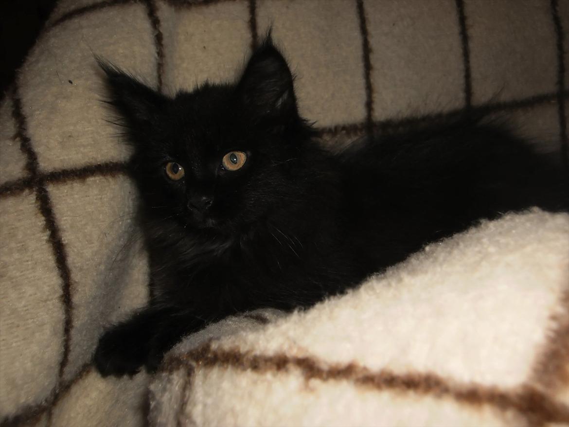 Blanding af racer Lunte billede 9