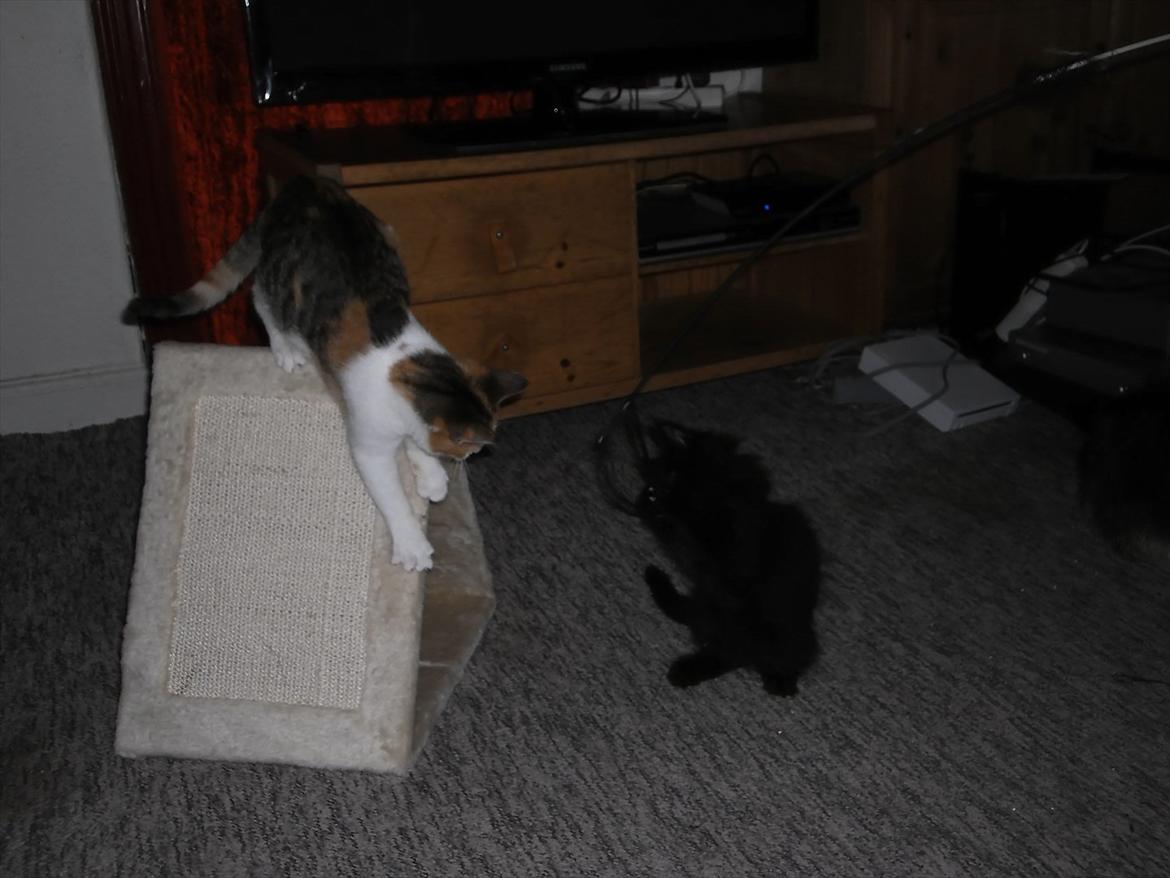 Blanding af racer Lunte billede 10