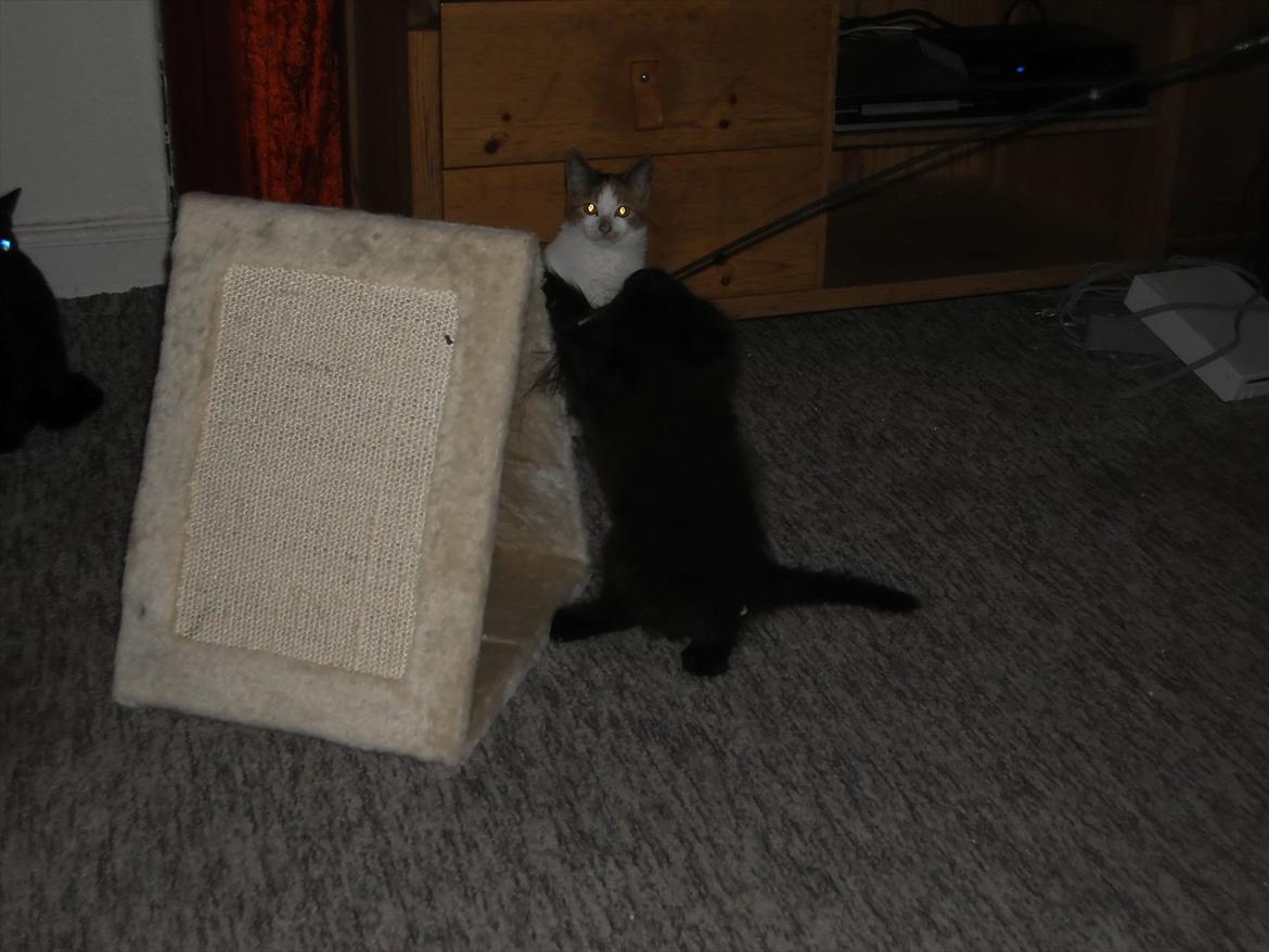 Blanding af racer Lunte billede 11