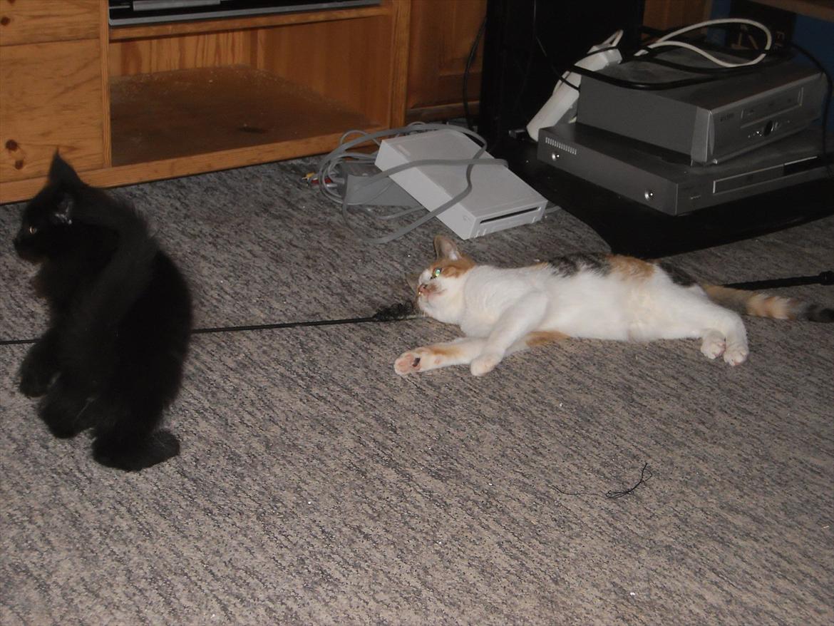 Blanding af racer Lunte billede 12