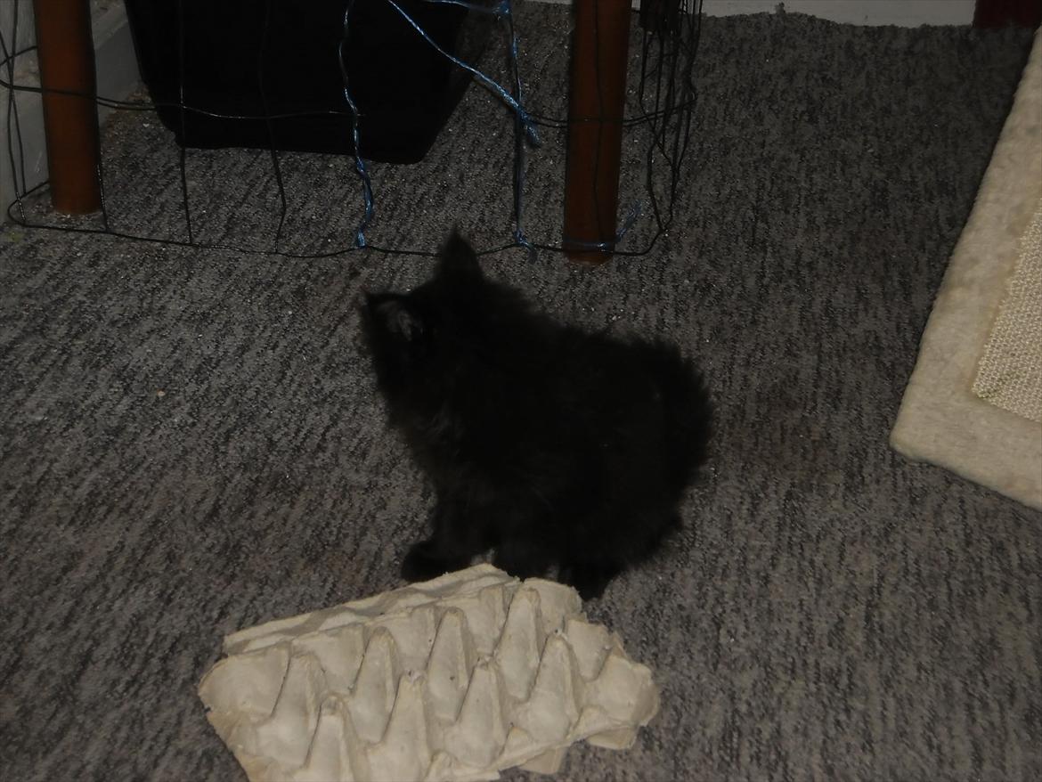 Blanding af racer Lunte billede 13