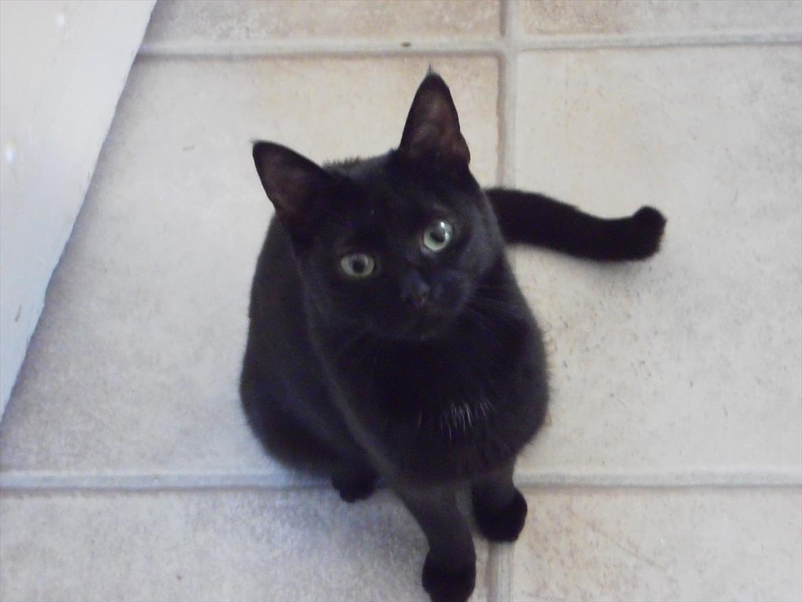 Blanding af racer Fidus billede 1