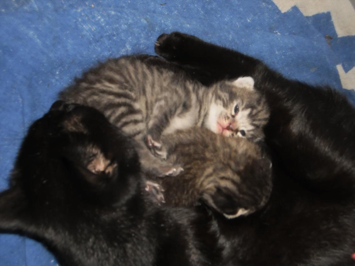 Blanding af racer Fidus billede 2