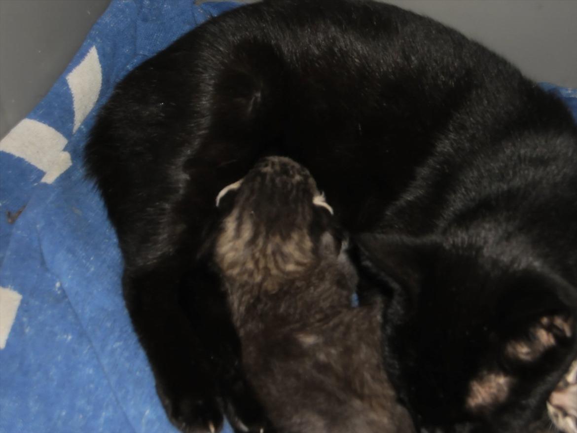 Blanding af racer Fidus billede 3