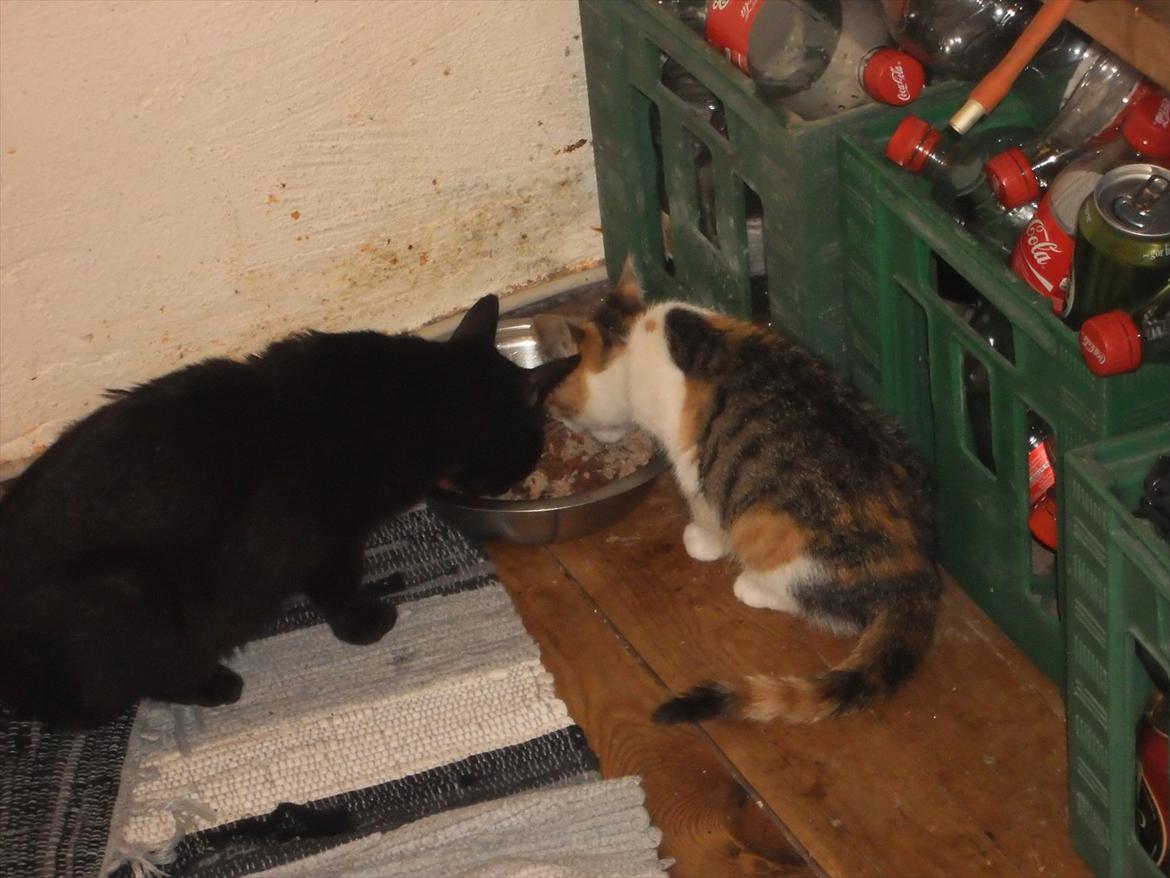 Blanding af racer Fidus billede 4