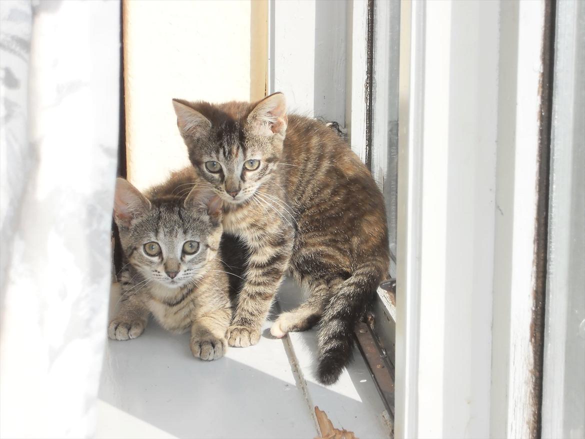 Blanding af racer Fidus - Fidus´s første kul killinger billede 5