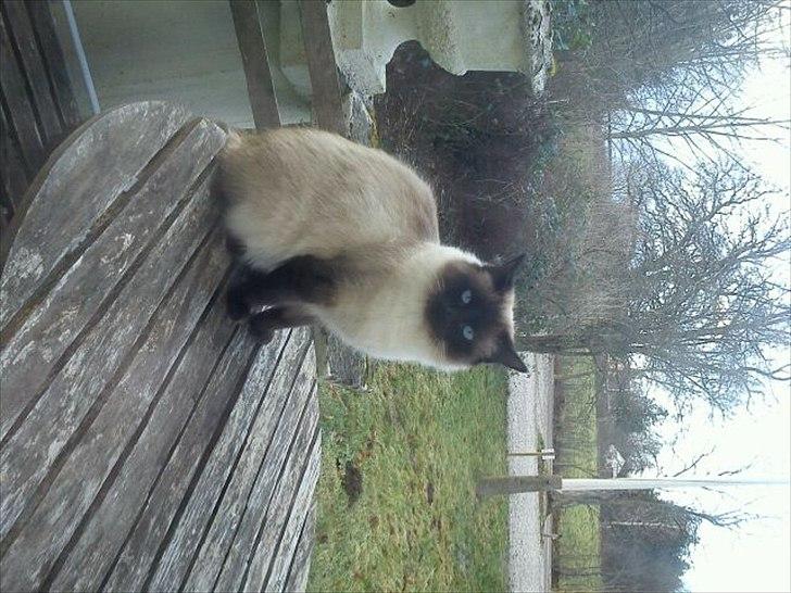 Ragdoll Dina<3 billede 13