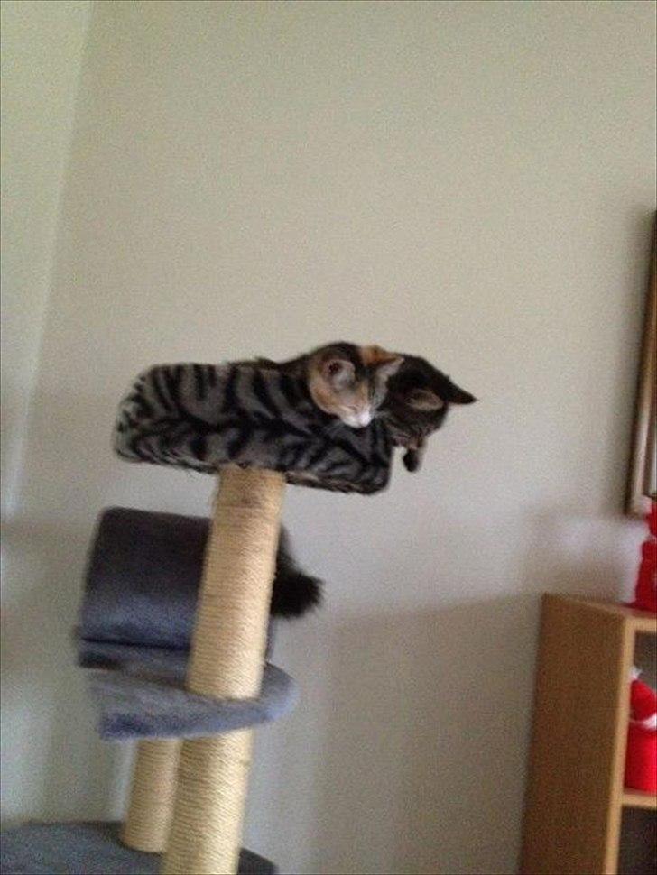 Blanding af racer Didrik billede 14