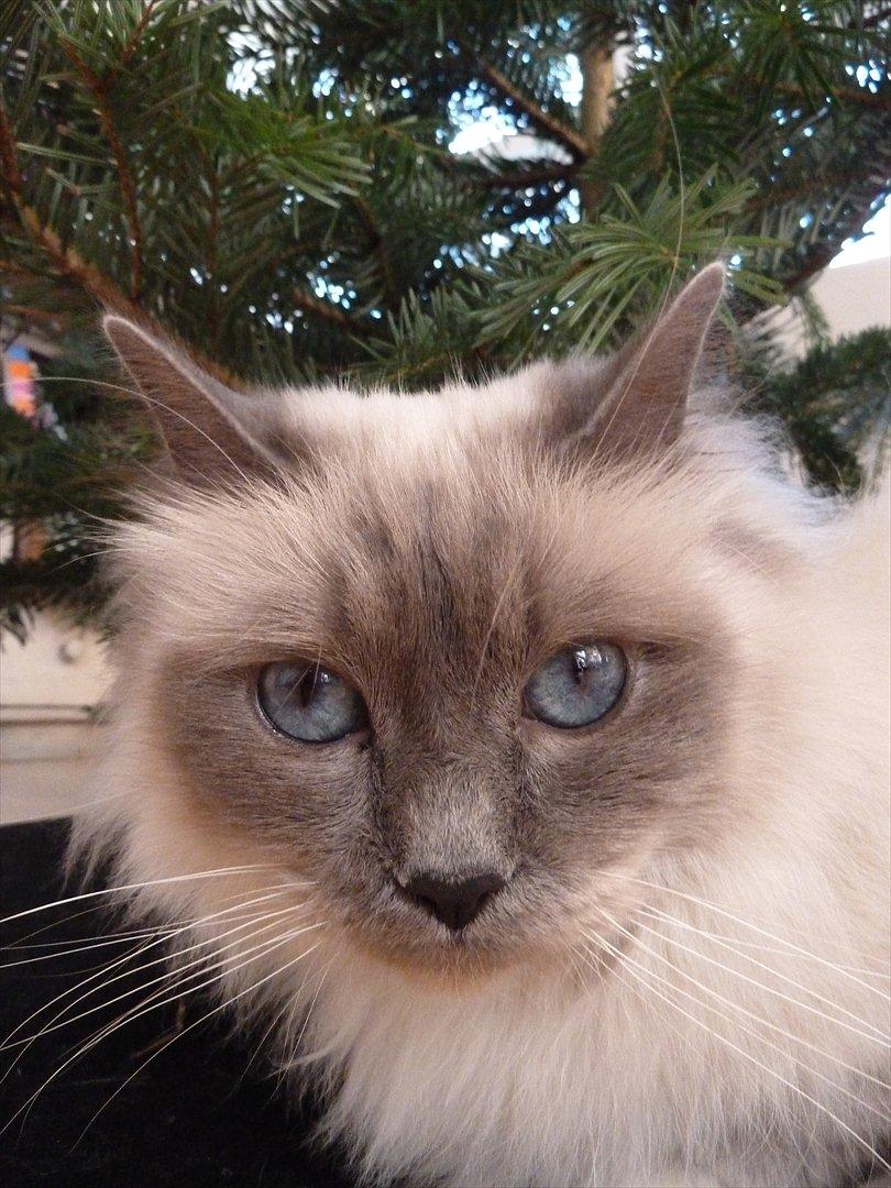 Hellig Birma Nala (Shengo Sugar Baby) billede 3